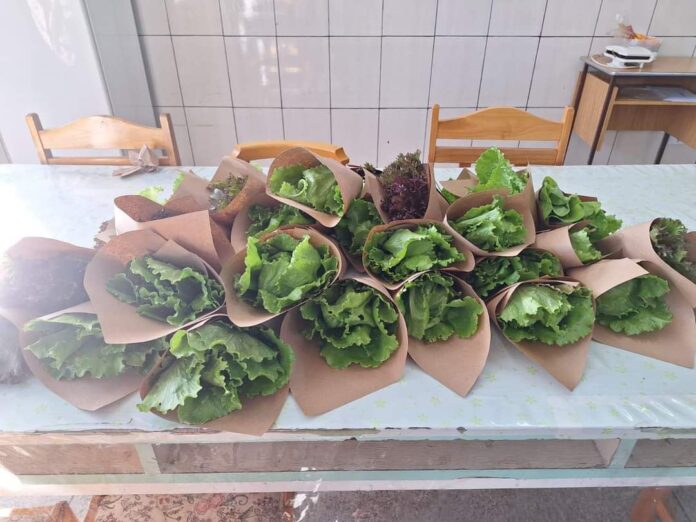 escola-transforma-aprendizado-em-sustentabilidade-com-projeto-de-hortas