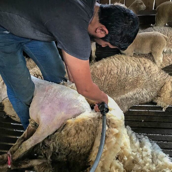 inscricoes-abertas-para-o-programa-de-tosquia-de-ovelhas-em-colombo