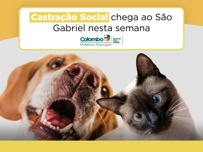 colombo-realiza-castracao-social-para-animais-de-familias-de-baixa-renda-no-bairro-sao-gabriel