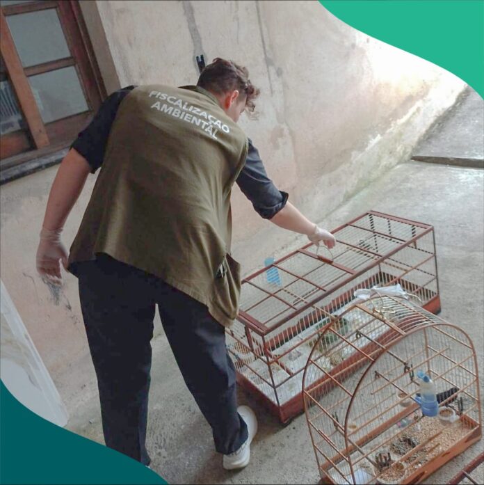 passaros-silvestres-sao-apreendidos-pela-fiscalizacao-ambiental-do-municipio