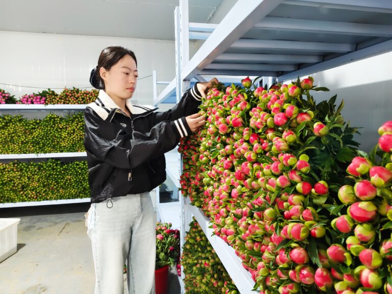Florescem as Peônias Frescas: A Economia da Beleza que Impulsiona a Revitalização Rural