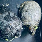 equipes-de-resgate-salvam-animais-silvestres-e-orientam-populacao-sobre-descarte-correto