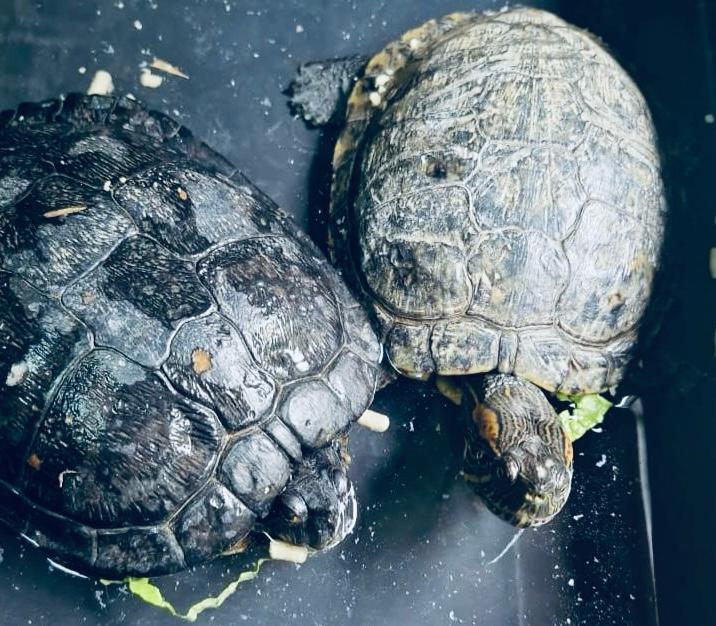 equipes-de-resgate-salvam-animais-silvestres-e-orientam-populacao-sobre-descarte-correto