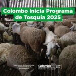 colombo-inicia-programa-de-tosquia-2025-para-fortalecer-a-ovinocultura-local