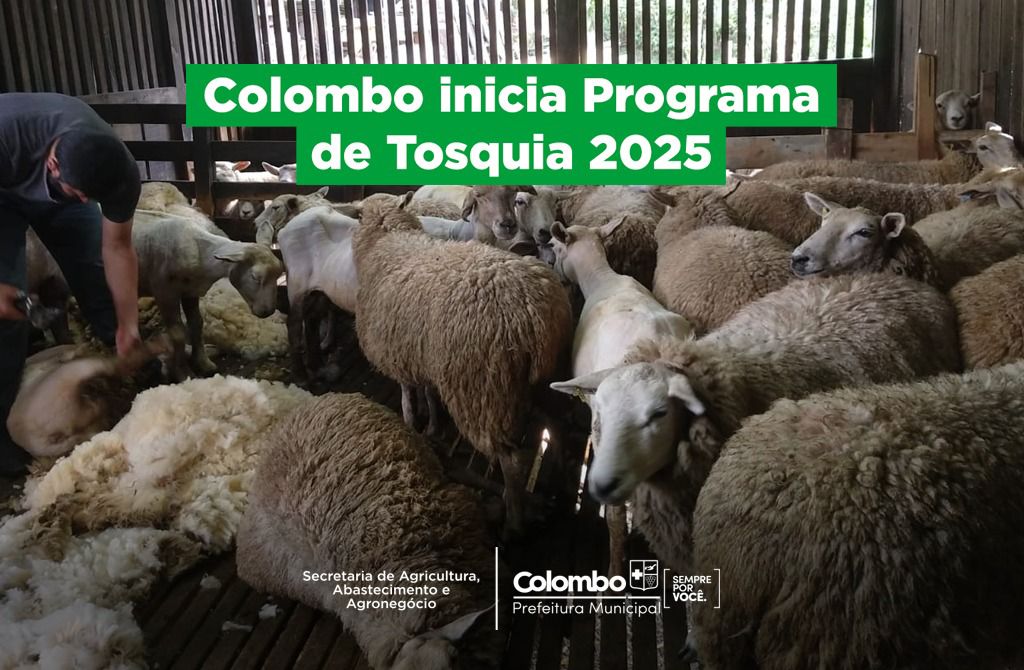 colombo-inicia-programa-de-tosquia-2025-para-fortalecer-a-ovinocultura-local