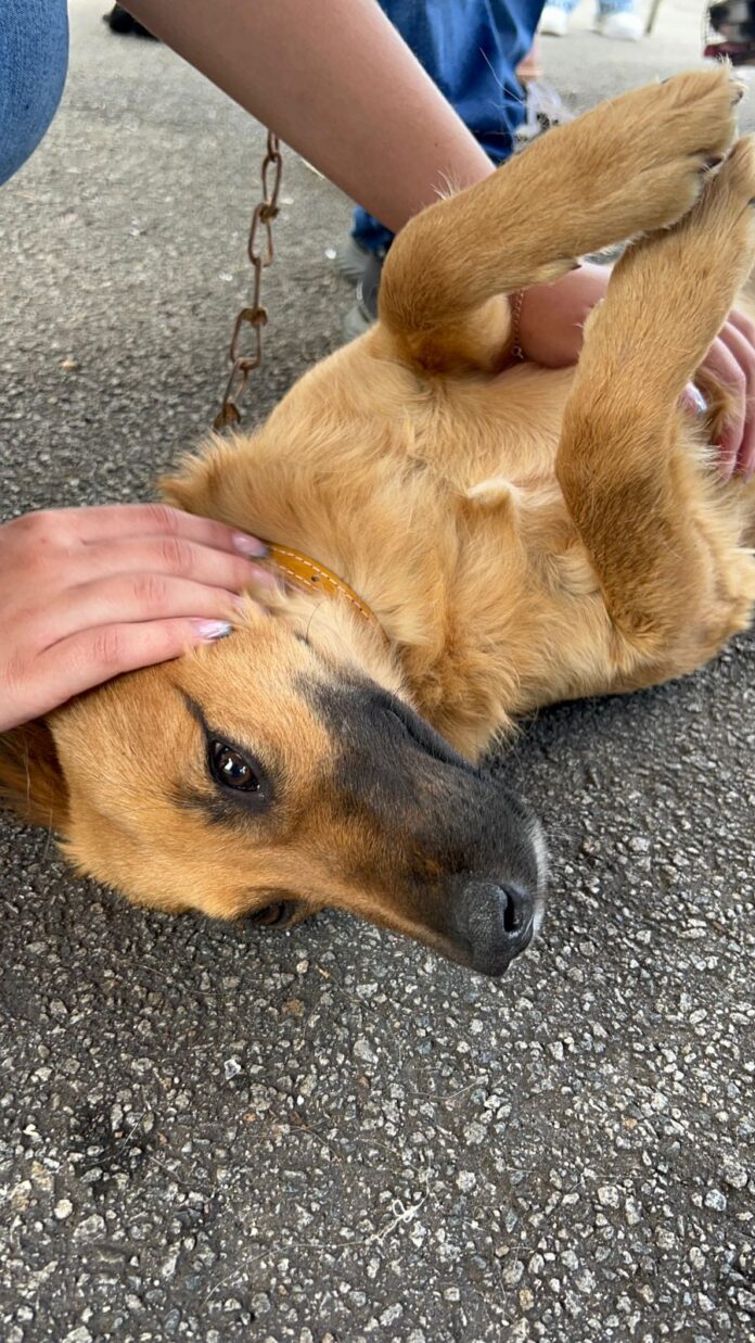 colombo-ultrapassa-15-mil-castracoes-em-2025-com-o-castrapet-parana