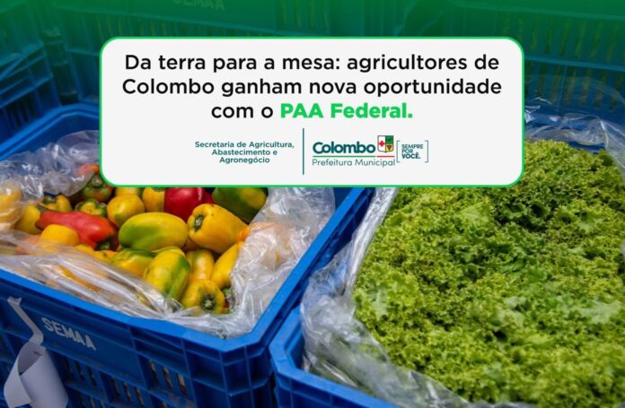 da-terra-para-a-mesa:-agricultores-de-colombo-ganham-nova-oportunidade-com-o-paa-federal