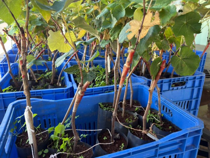 do-campo-para-a-mesa:-produtores-de-colombo-recebem-incentivo-para-ampliar-a-producao-de-morango