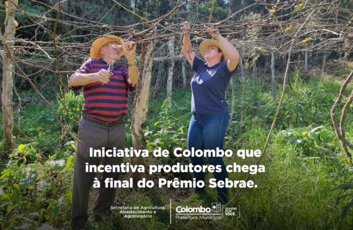 colombo-e-finalista-do-premio-sebrae-prefeitura-empreendedora-com-projeto-de-viticultura