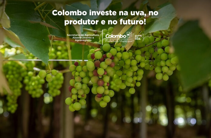 programa-fortalece-viticultura-de-colombo-e-resgata-parreiras-centenarias