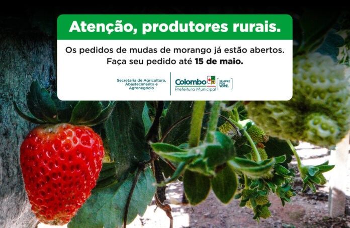 produtores-ja-podem-encomendar-mudas-de-morango-para-a-proxima-safra