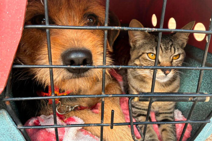 colombo-tera-atendimento-veterinario-gratuito-para-caes-e-gatos-pelo-vet-movel-parana