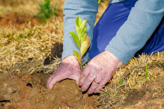 colombo-promove-plantio-coletivo-de-400-arvores-durante-o-mes-do-meio-ambiente