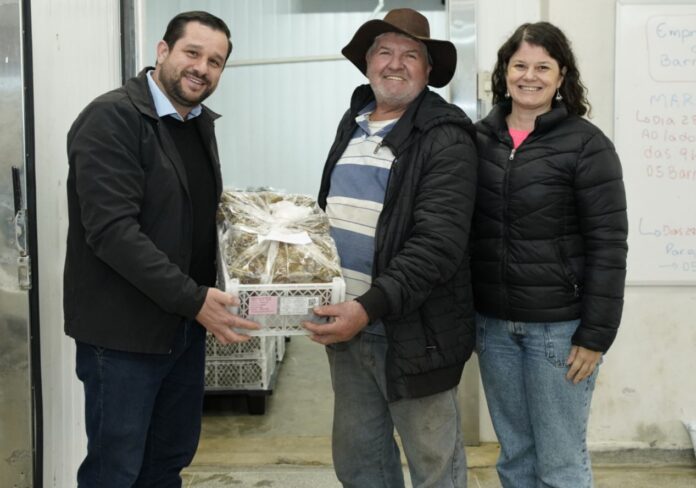 colombo-distribui-quase-70-mil-mudas-de-morango-e-impulsiona-a-producao-rural