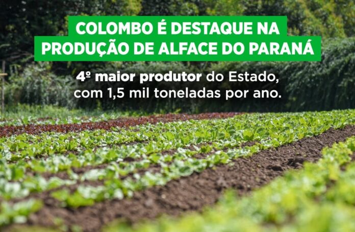 colombo-aparece-entre-os-cinco-maiores-produtores-de-alface-do-parana