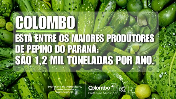 colombo-e-o-4o-maior-produtor-de-pepino-do-parana,-aponta-levantamento