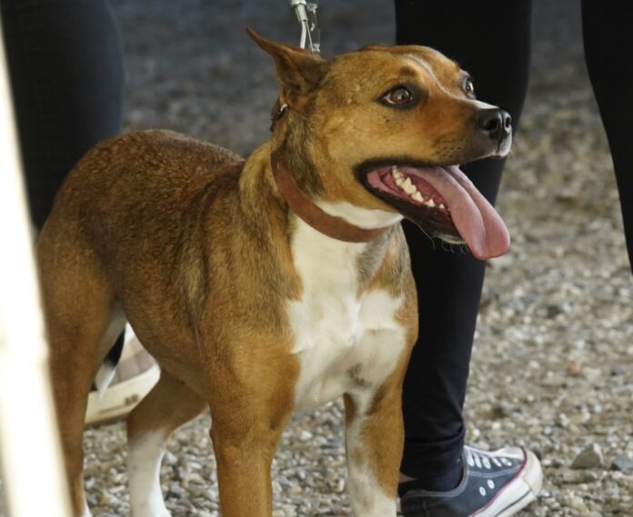 mutirao-de-castracao-atende-305-caes-e-gatos-em-colombo